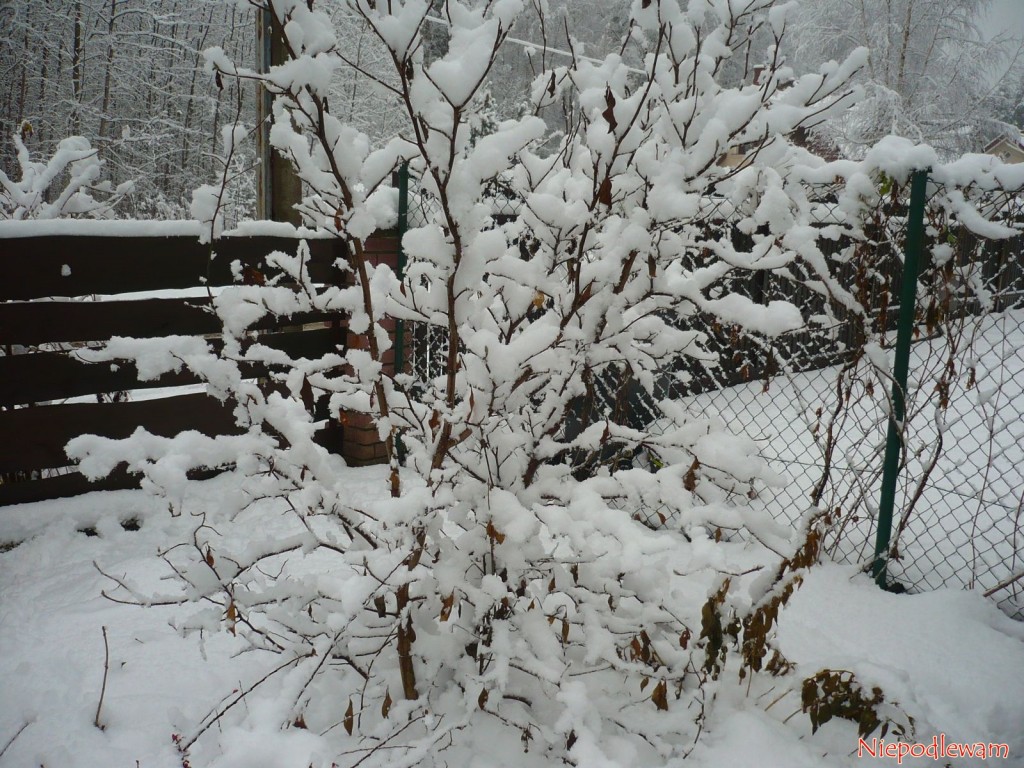 Magnolia purpurowa Nigra dobrze znosi mróz. Fot. Niepodlewam