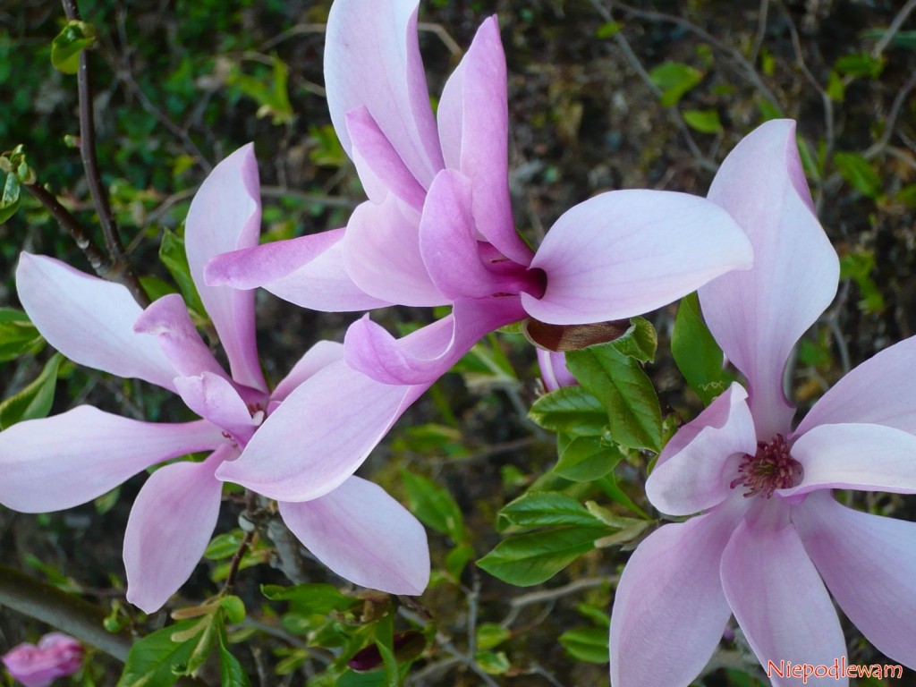 Magnolia purpurowa Nigra rozchyla całkowicie kwiaty wiosną oraz w słońcu. Przepięknie wtedy pachną. Fot. Niepodlewam