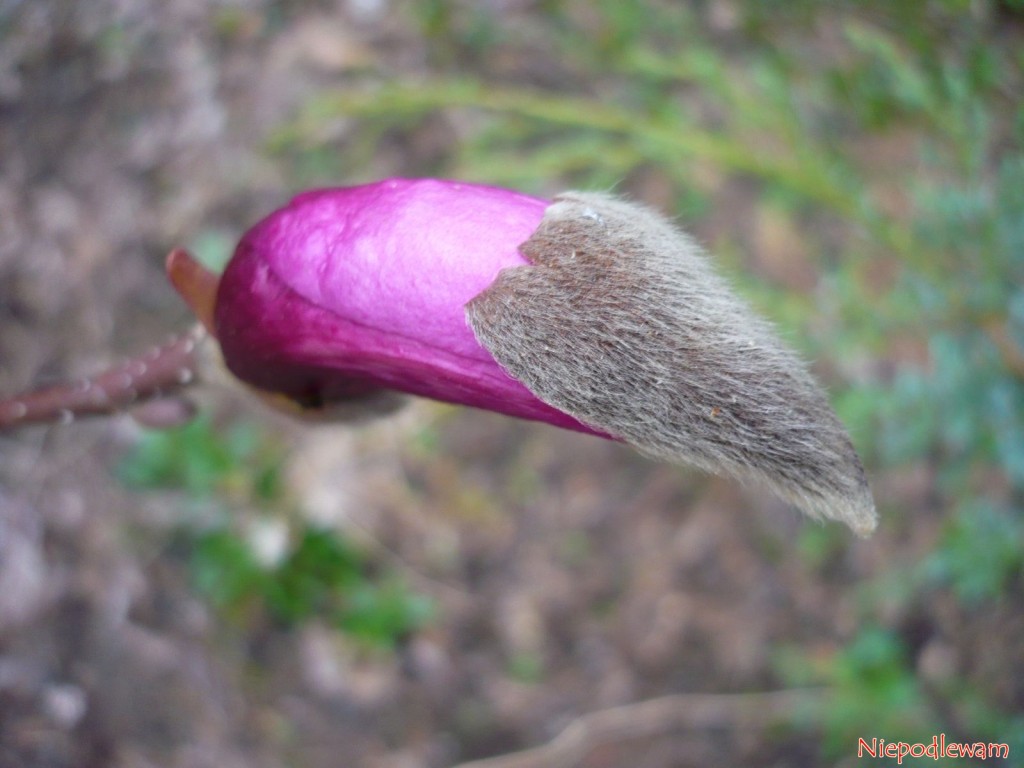 Kwiaty magnolii purpurowej Nigra skutecznie chronią przed mrozem okrywy wyglądające jak kożuchy. Fot. Niepodlewam