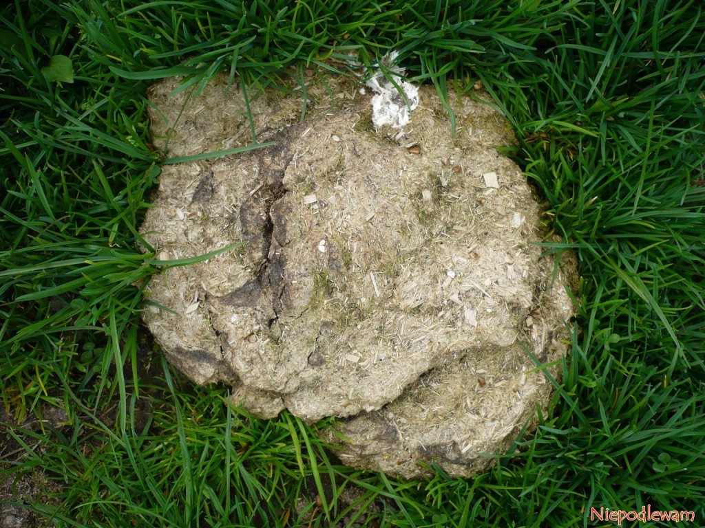 Zaschnięte krowie "placki" zawierają mniej azotu niż świeże. Jednak też nadają się na nawóz do ogrodu. Fot. Niepodlewam