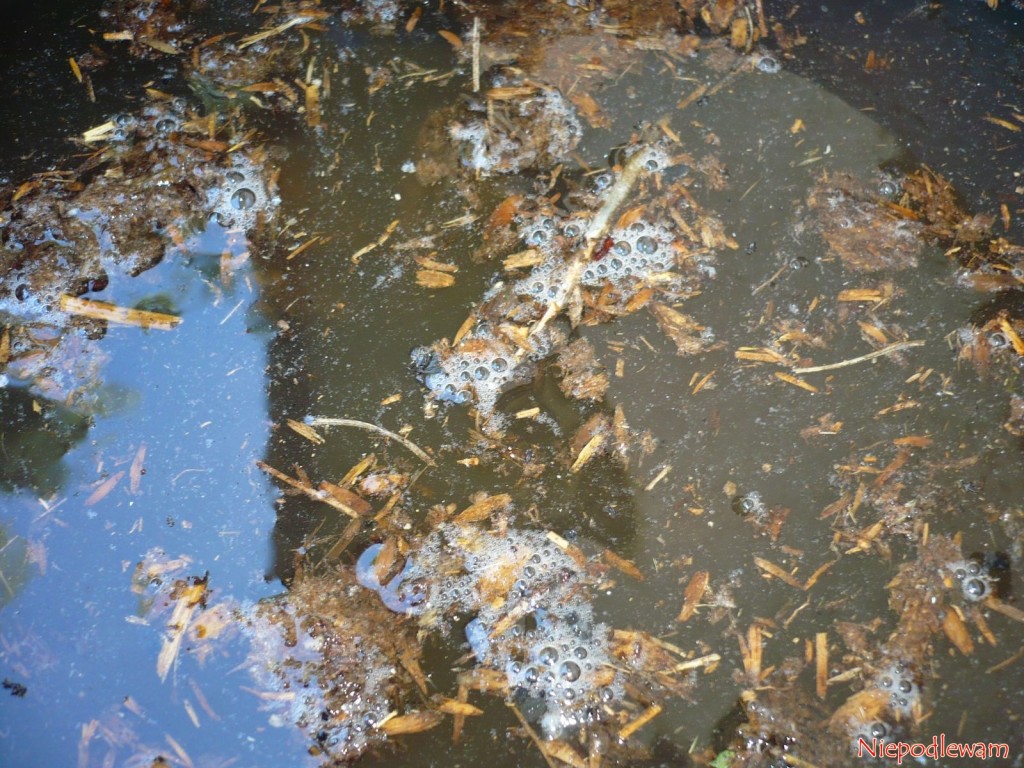 Przefermentowany obornik trzeba rozcieńczyć i dopiero wtedy podlać rośliny. Fot. Niepodlewam