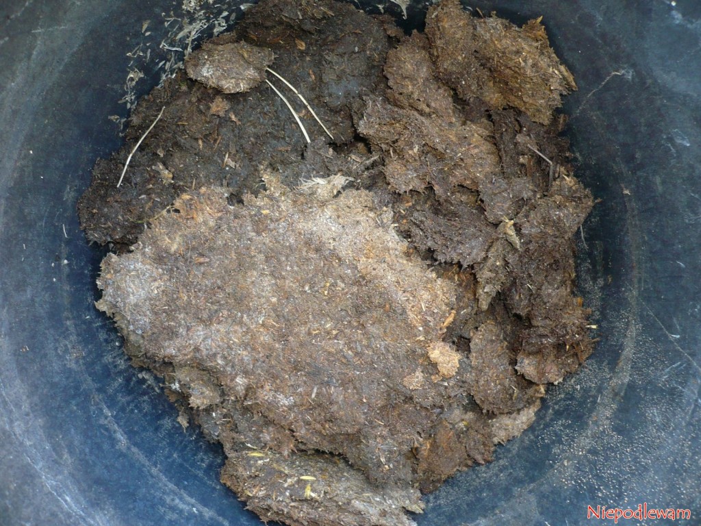Do przefermentowania dobre są np. wiaderka z ciemnego tworzywa sztucznego (stosuje się takie na budowach). Fot. Niepodlewam