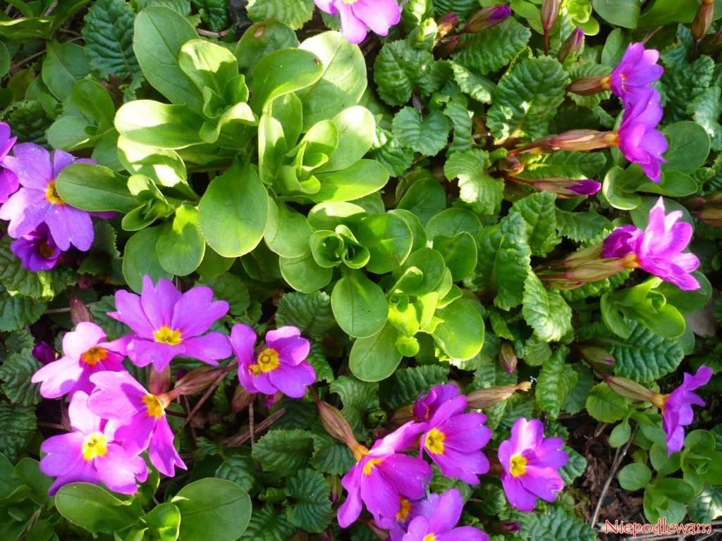 Roszponka warzywna (Valerianella locusta) to roślina jadalna, do przyrządzania sałatek. Rozsiewa się tak łatwo, że potrafi zachwaścić ogród. Roszponka warzywna jest spokrewniona z kozłkiem lekarskim. Nie choruje, nie lubią jej ślimaki i drutowce. Fot. Niepodlewam