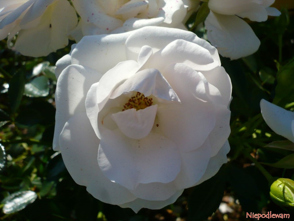 roza niemiecka aspirin rose