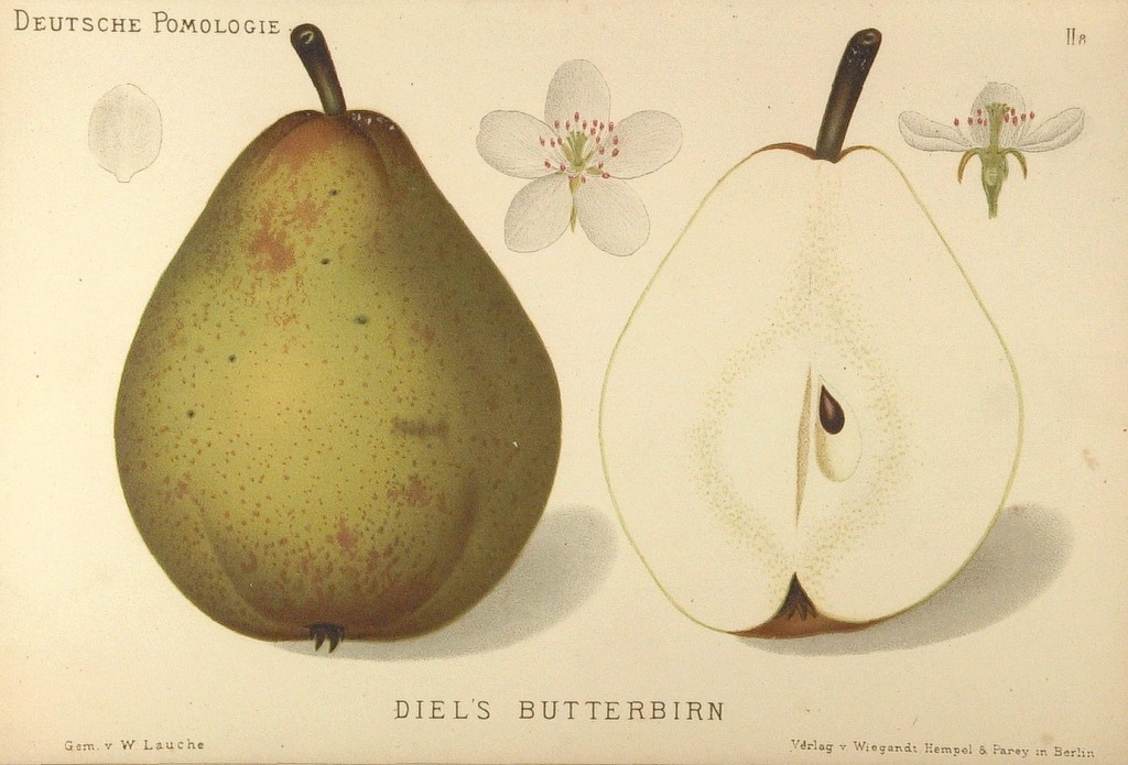 Grusza Bera Diela – rysunek z książki „Deutsche Pomologie” Wilhelma Lauche z 1882-1883, ze zborów biblioteki Wageningen UR.