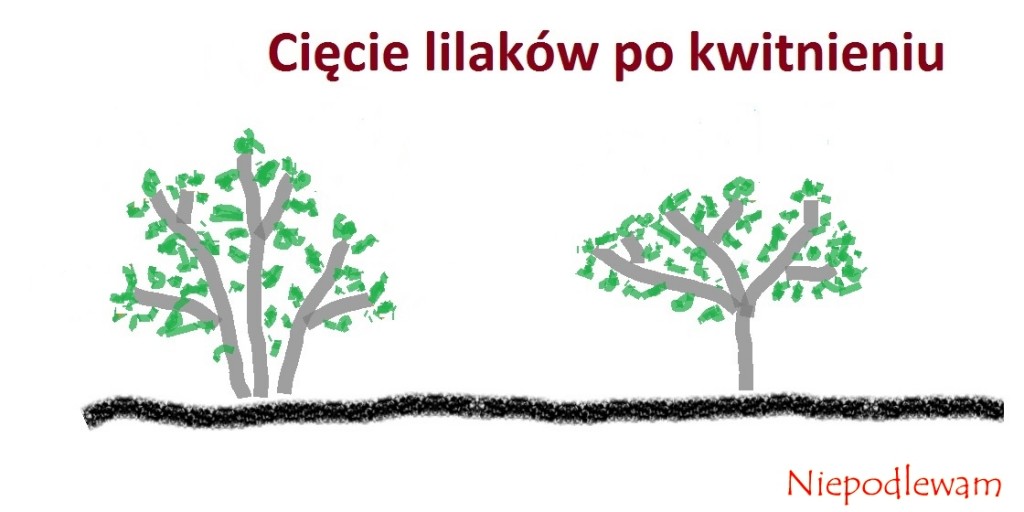 Rysunek 2: Lilaki (bzy) po cięciu.