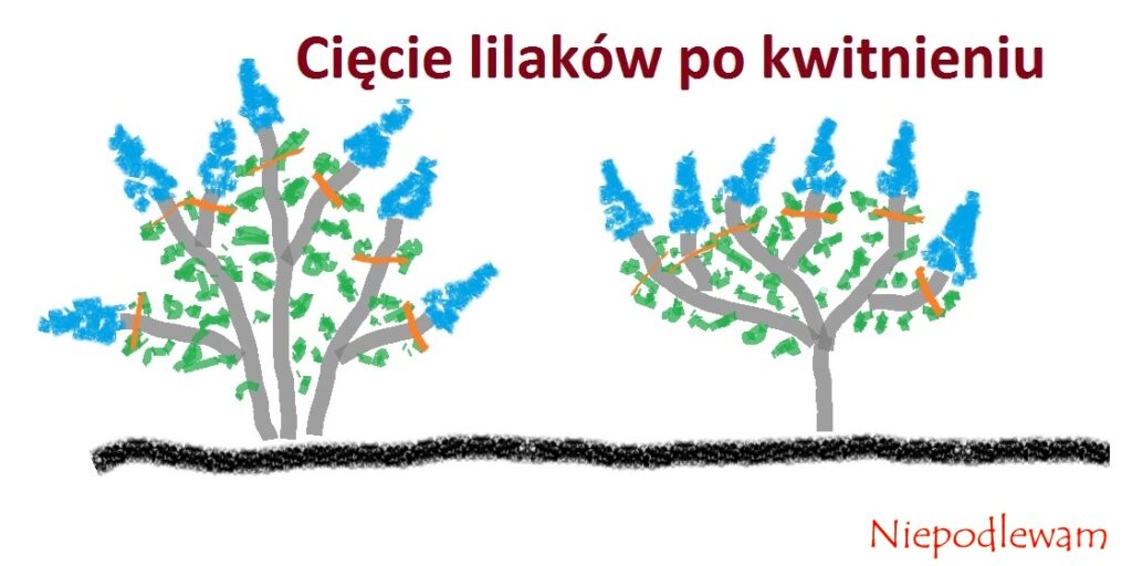 Rysunek 1: Lilaki z zaznaczonymi miejscami cięcia. Tak samo przycina się bzy krzaczaste i na pniu.