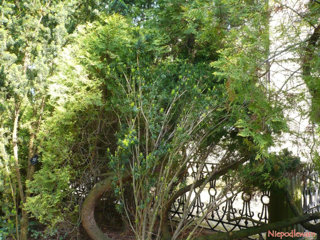 Cis pośredni Krzysztof – ten stary okaz rośnie w Ogrodzie Botanicznym w Warszawie. Fot. Niepodlewam