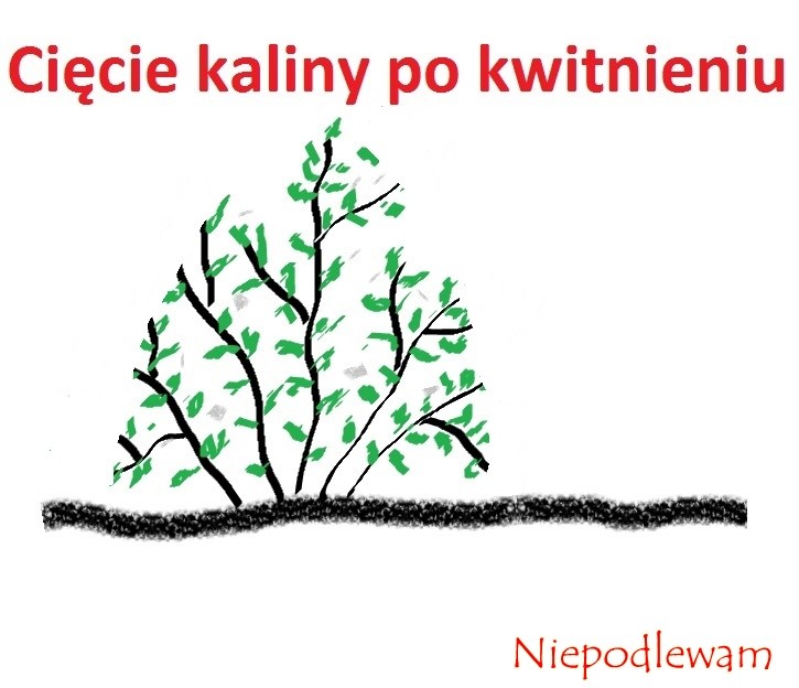 Rysunek 2: Kalina po cięciu.Jej wymiary zostały zmniejszone. Nadano też jej bardziej foremny kształt.