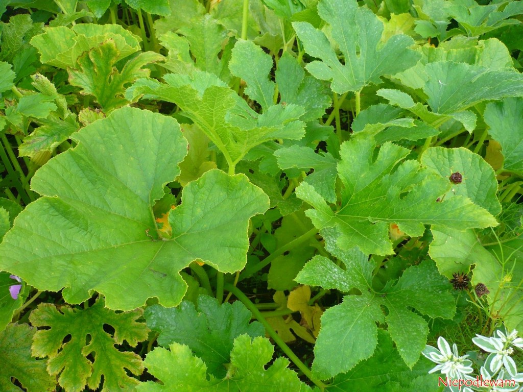 Jeśli planuje się siew warzyw w czerwcu, warto uwzględnić kabaczki. Wschodzą szybko. Fot. Niepodlewam