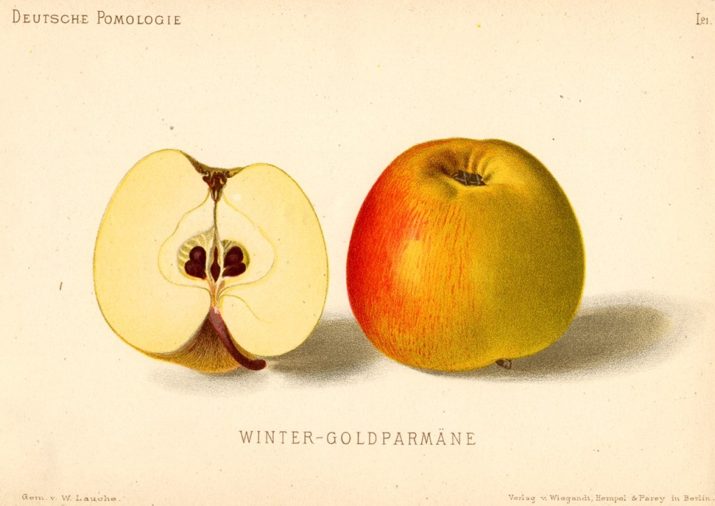Jabłoń Królowa Renet – rysunek z książki „Deutsche Pomologie” Wilhelma Lauche z 1882-1883, ze zborów biblioteki Wageningen UR. Ta odmiana znana jest na świecie pod około 100 nazwami. W Polsce bywa też często nazywana jabłoń Złota Reneta lub – rzadziej – Złota Parmena Angielska.