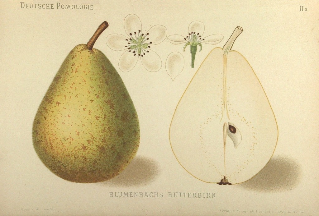 Grusza Żołnierz – rysunek z książki „Deutsche Pomologie” Wilhelma Lauche z 1882-1883, ze zborów biblioteki Wageningen UR.