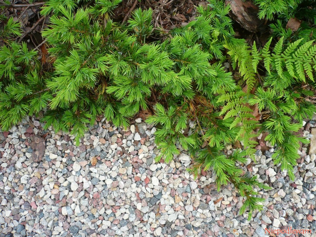 Jałowiec nadbrzeżny (Juniperus conferta) jest niski i rozłożysty. Ładnie płoży się po ziemi. Rośnie wolno. Fot. Niepodlewam