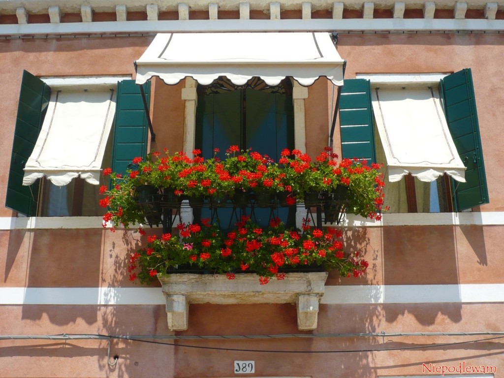 Pelargonie bluszczolistne (pnące) najlepiej rosną na słonecznych balkonach. Dobrze znoszą lekkie przesuszenie. Fot. Niepodlewam