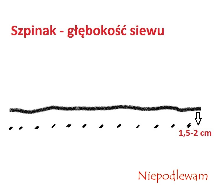 Nasiona szpinaku można siać punktowo. Rys. Niepodlewam
