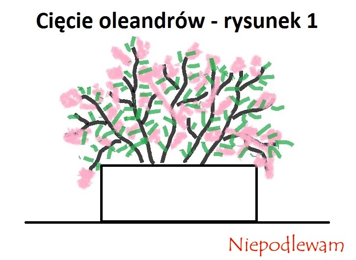 Rysunek 1: oleander przed cięciem.