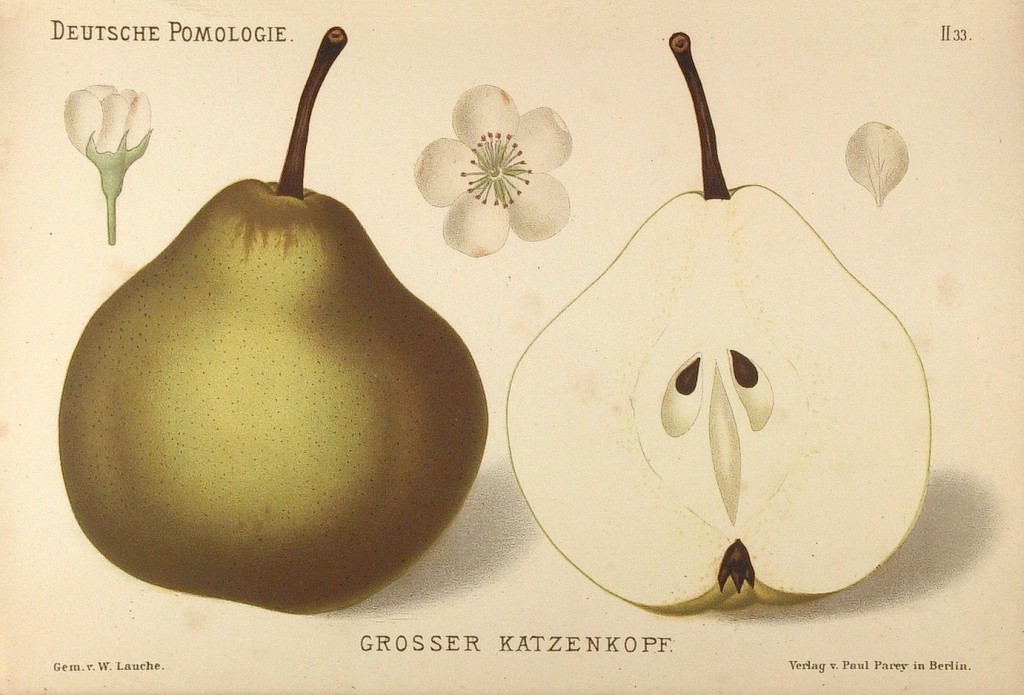 Grusza Koci Łeb – rysunek z książki „Deutsche Pomologie” Wilhelma Lauche z 1882-1883, ze zborów biblioteki Wageningen UR.