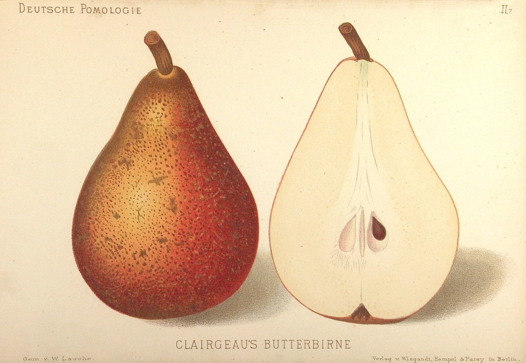 Grusza Krzywka – rysunek z książki „Deutsche Pomologie” Wilhelma Lauche z 1882-1883, ze zborów biblioteki Wageningen UR. W Polsce jest też znana jako grusza Klergo.