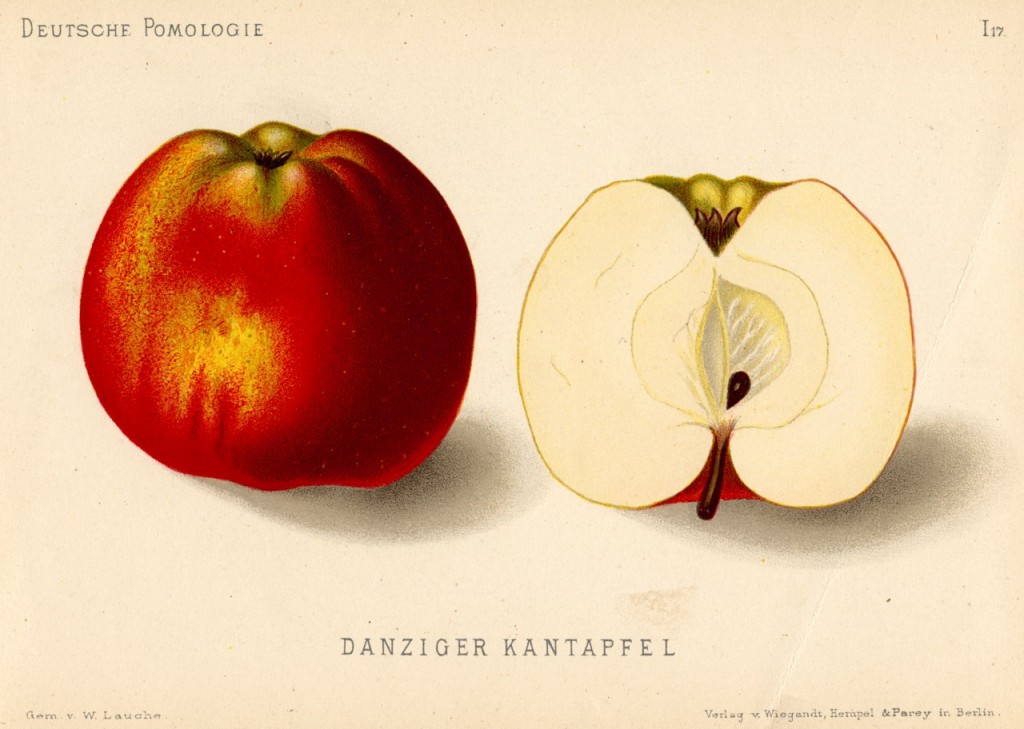 Jabłoń Kantówka Gdańska – rysunek z książki „Deutsche Pomologie” Wilhelma Lauche z 1882-1883, ze zborów biblioteki Wageningen UR. Ta odmiana znana w Polsce także jako Gdańska Graniatka i Kantak Gdański.