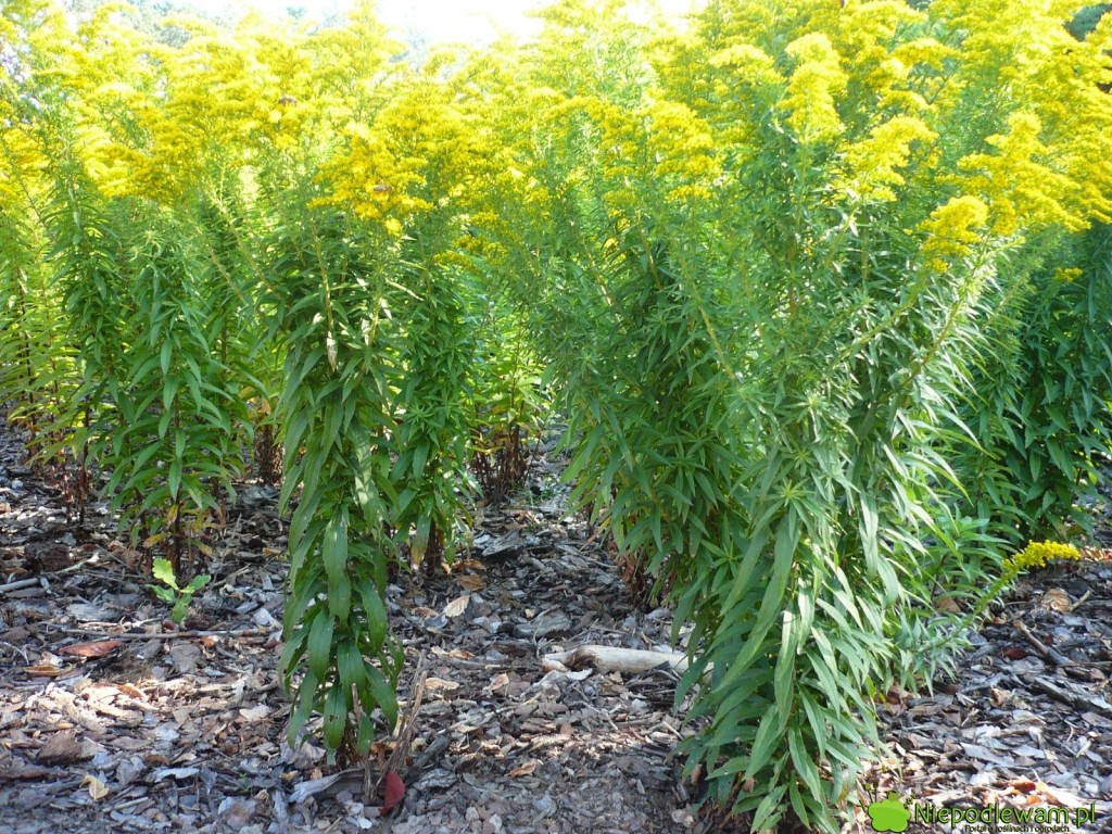 Nawłoć (Solidago) odmiana Perkeo - osiąga tylko do 80 cm wysokości. Pięknie kwitnie na żółto i ma ładne, ciemnozielone liście. Fot. Niepodlewam