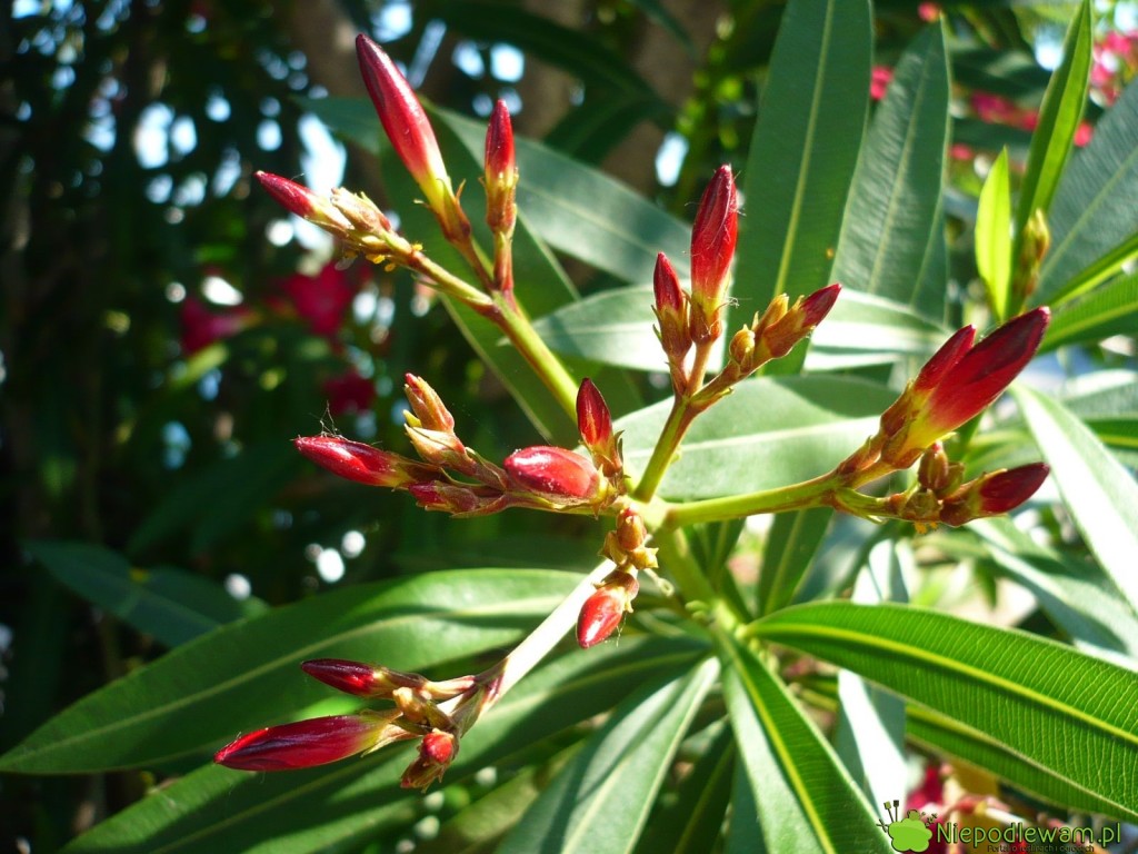 Oleander kwitnie na najmłodszych pędach. Aby obficie kwitną, olender potrzebuje dużo słońca. Fot. Niepodlewam