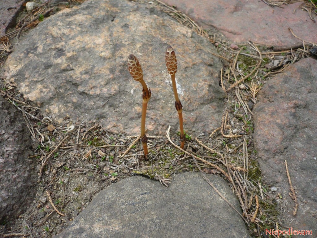 Na gnojówkę ze skrzypu nie nadają się pędy z zarodnikami. Fot. Niepodlewam