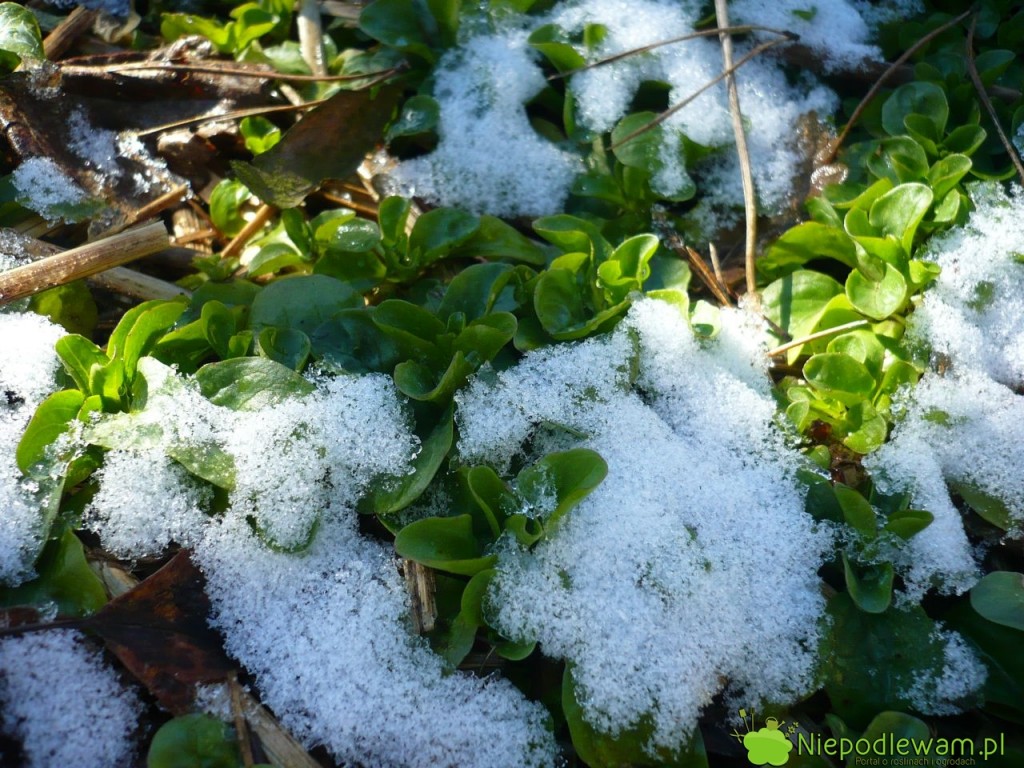 Roszponka. Fot. Niepodlewam