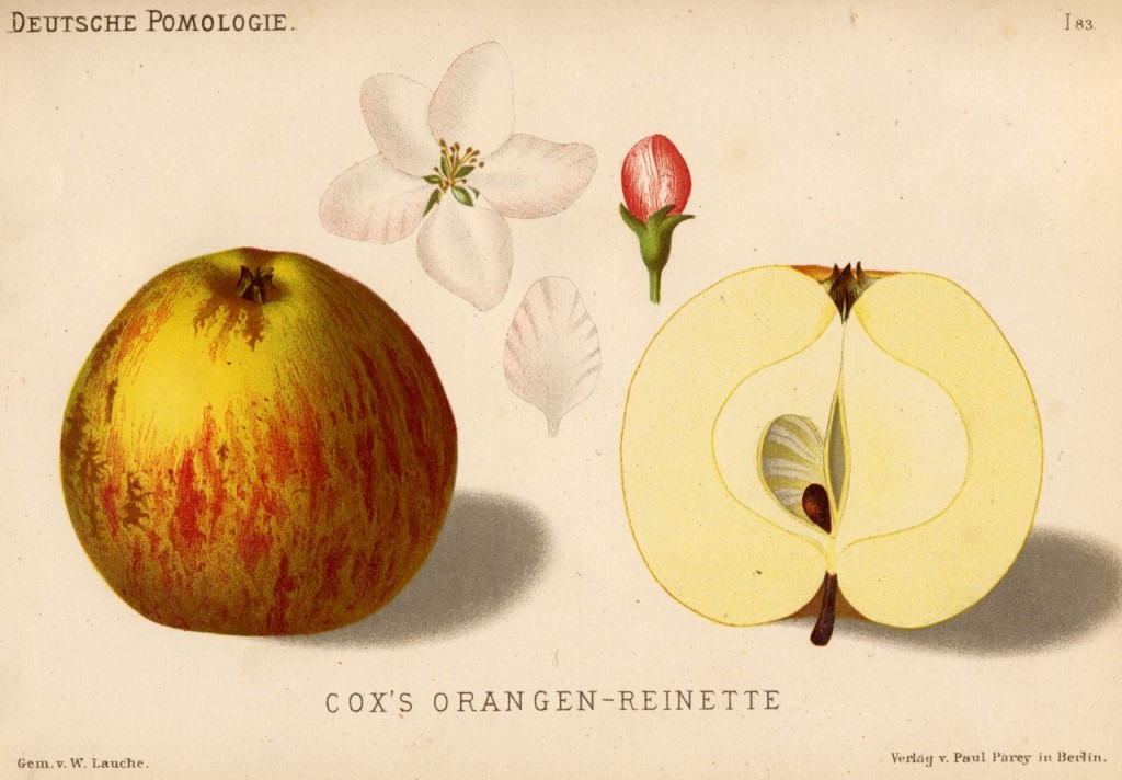 Jabłoń Koksa Pomarańczowa – rysunek z książki „Deutsche Pomologie” Wilhelma Lauche z 1882-1883, ze zborów biblioteki Wageningen UR. W Polsce nazywana jest także Koksa oraz – rzadko - Pomarańczowe Coxa i Reneta Coxa Pomarańczowa.