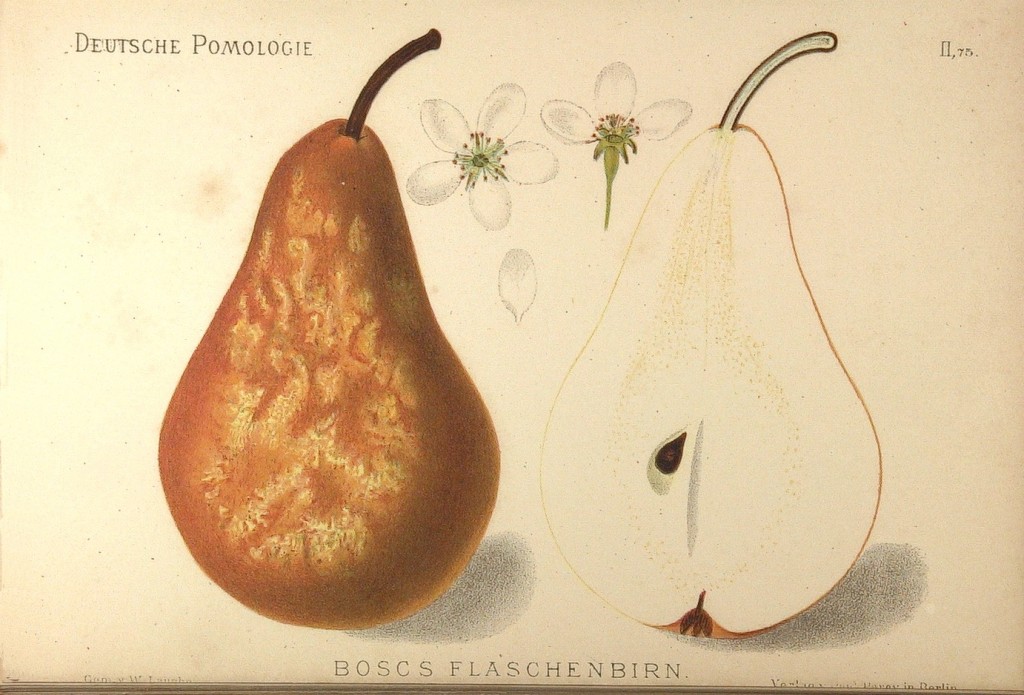 Grusza Bera Bosca – rysunek z książki „Deutsche Pomologie” Wilhelma Lauche z 1882-1883, ze zborów biblioteki Wageningen UR.