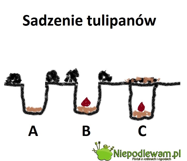 Sadzenie tulipanów: A - wykopać dołek o głębokości 3-krotnej wysokości cebulki. Na dno można nasypać lepszej ziemi. B - położyć cebulkę piętką do dołu. C - zaspać dołek. Wierz dobrze posypać ściółką, np. korą.