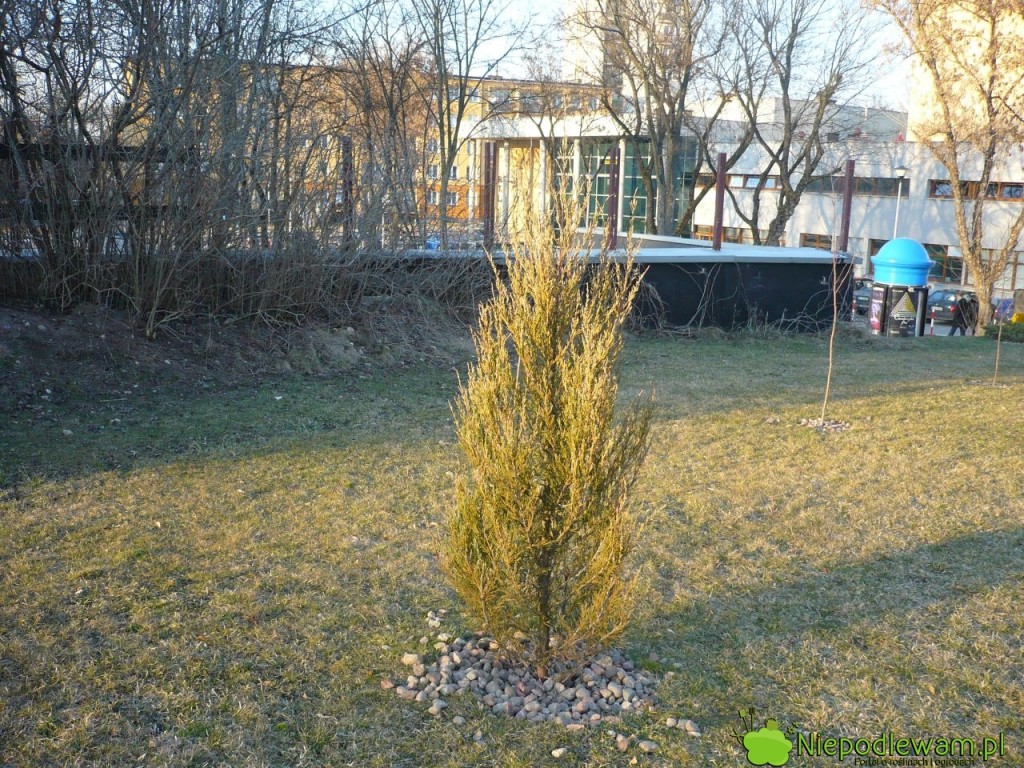 Jałowiec skalny Skyrocket zimą jest rudozielony. Fot. Niepodlewam