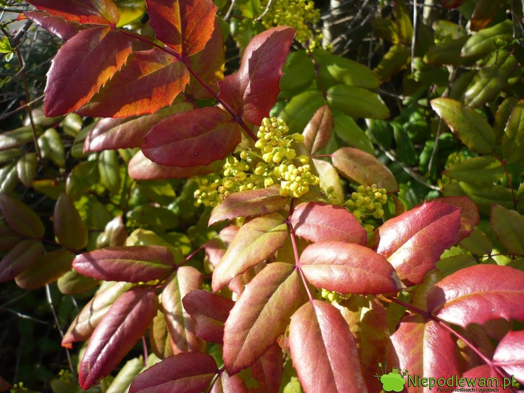 Gdy mahonia pospolita zmienia kolor liści z zielonego na czerwony, to naturalne zjawisko, a nie objaw choroby. Fot. Niepodlewam