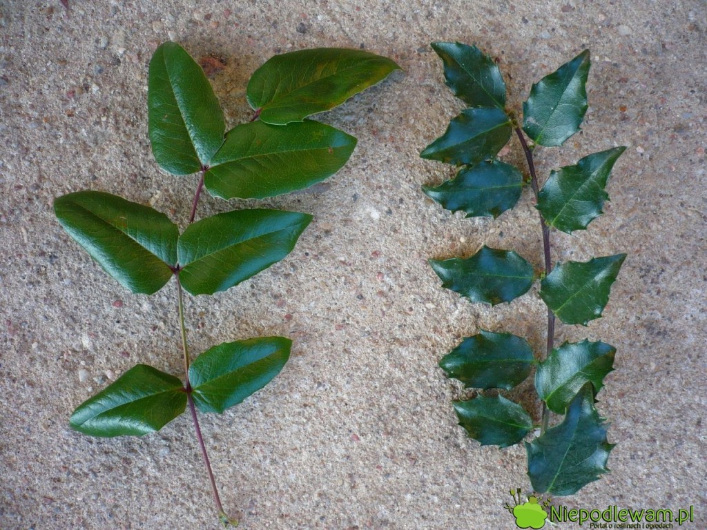 Mahonia pospolita (nietrująca) ma liście podobne do ostrokrzewu kolczastego (trującego). Po lewej stronie jest liść mahonii, a po prawej - ostrokrzewu. Fot. Niepodlewam