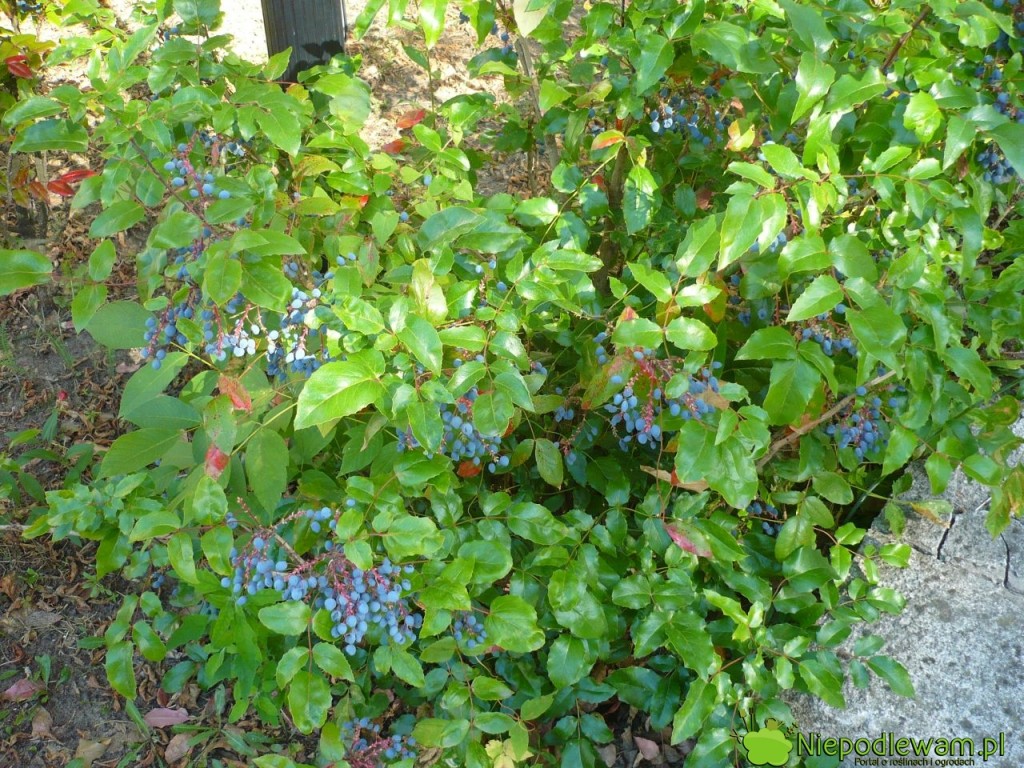 Mahonia pospolity osiąga zwykle do metra wysokości i szerokości. Fot. Niepodlewam