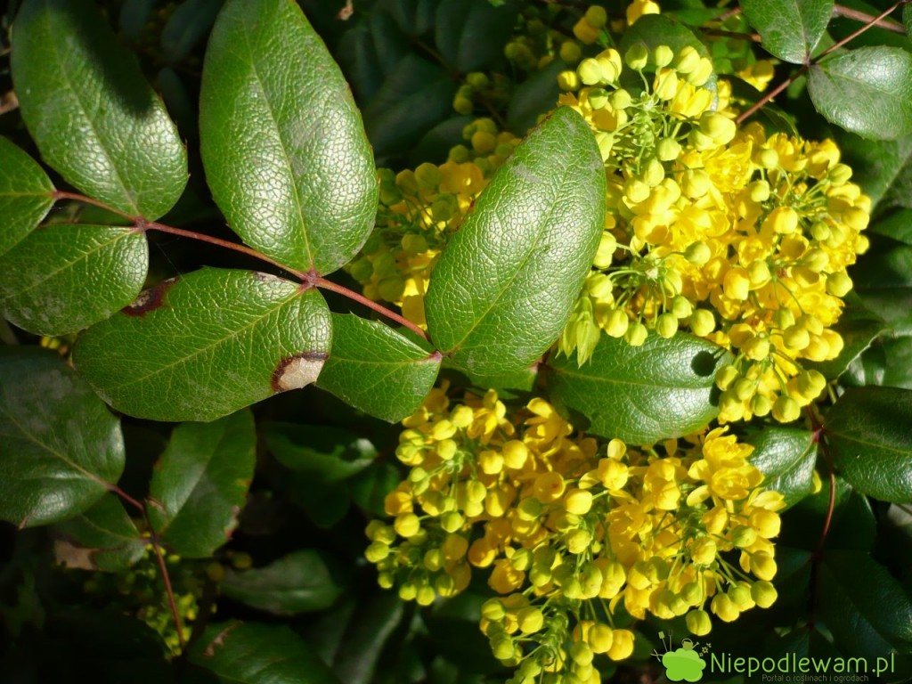 Mahonia ma żółte, przyjemnie pachnące kwiaty. Zwabiają pszczoły. Fot. Niepodlewam