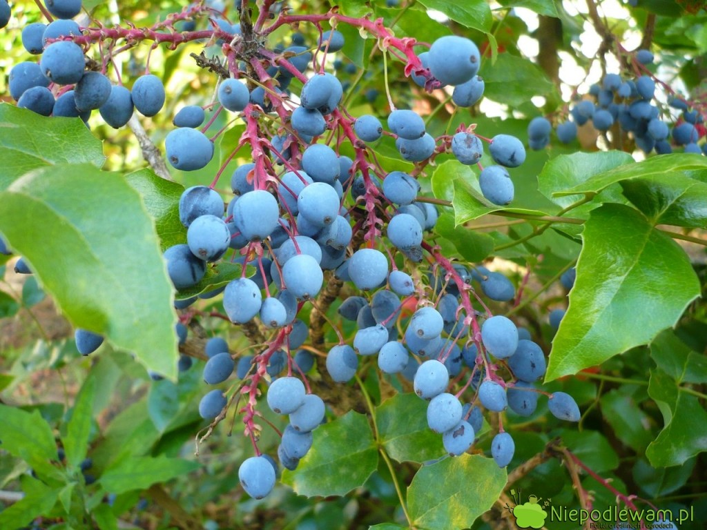 Mahonia pospolita (Mahonia aquifolium) kwitnie na żółto i ma granatowe, jadalne owoce. Fot. Niepodlewam