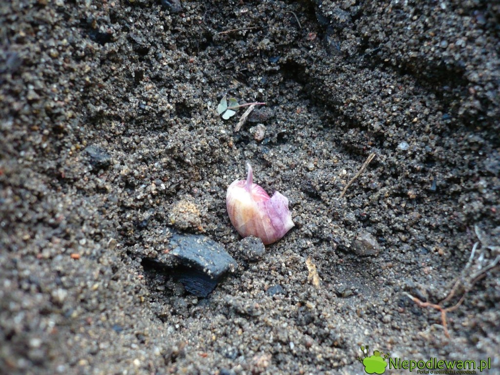 Sadzenie czosnku pojedynczo na zbiór dużych ząbków. Fot. Niepodlewam