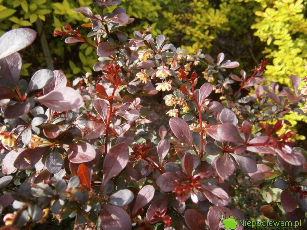 Kwitnący berberys Dart`s Red Lady. Fot. Niepodlewam