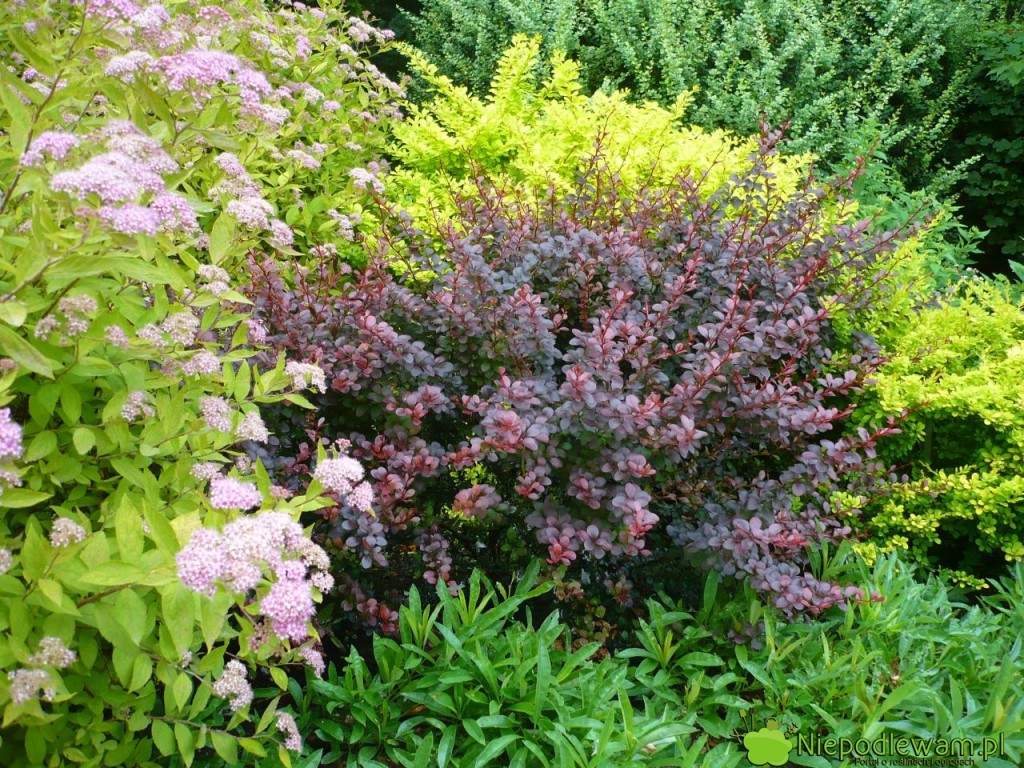 Berberys Thunberga Dart`s Red Lady to odmianach o wyjątkowych ciemnych liściach i owocach. Fot. Niepodlewam