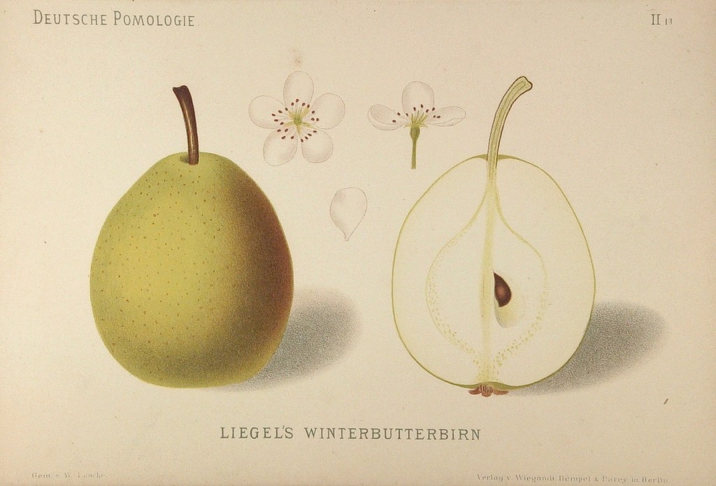 Grusza Bera Liegela – rysunek z książki „Deutsche Pomologie” Wilhelma Lauche z 1882-1883, ze zborów biblioteki Wageningen UR. W Polsce znana jest także jako Bera Ligla i Ligla Masłówka.