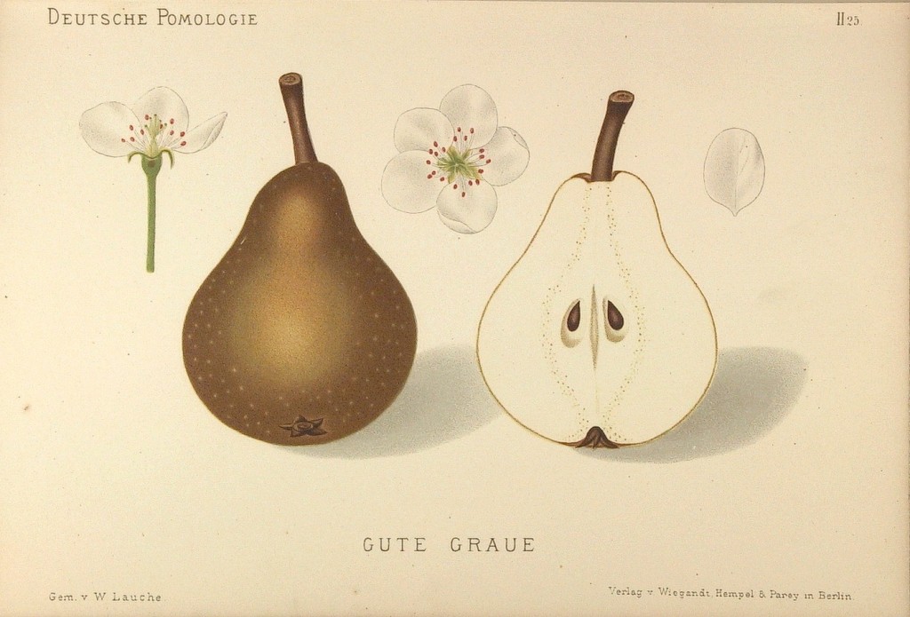 Grusza Dobra Szara – rysunek z książki „Deutsche Pomologie” Wilhelma Lauche z 1882-1883, ze zborów biblioteki Wageningen UR.
