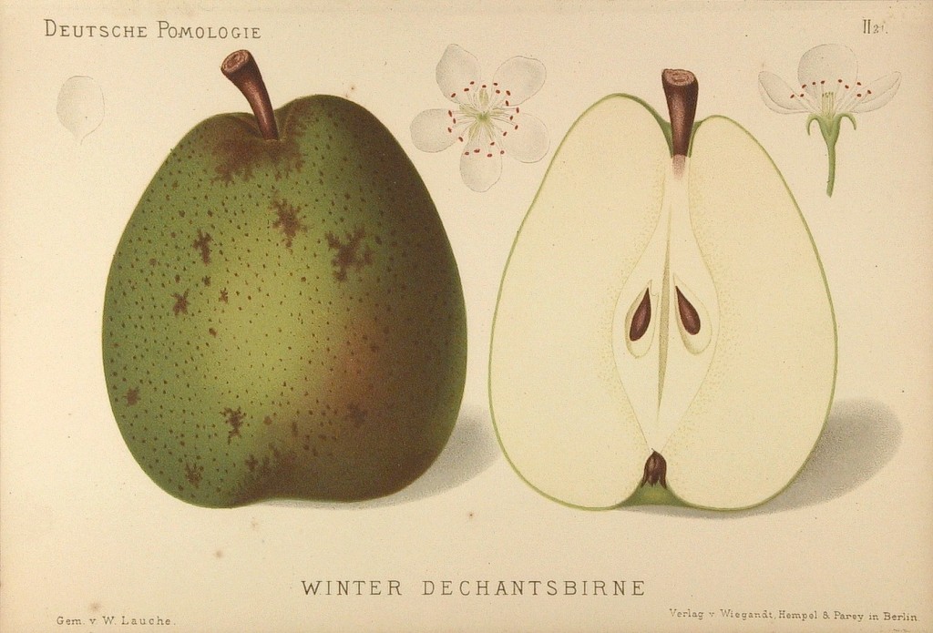 Grusza Duanna Zimowa – rysunek z książki „Deutsche Pomologie” Wilhelma Lauche z 1882-1883, ze zborów biblioteki Wageningen UR. W Polsce jest też nazywana Dziekanka Zimowa, bo to odmiana pochodząca z klasztoru kapucynów, nadająca się do jedzenia zimą.