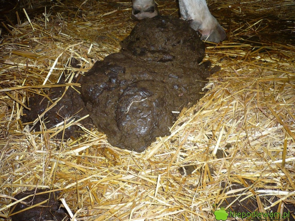Słoma z obornika świetnie wzbogaca glebę w próchnicę. Fot. Niepodlewam