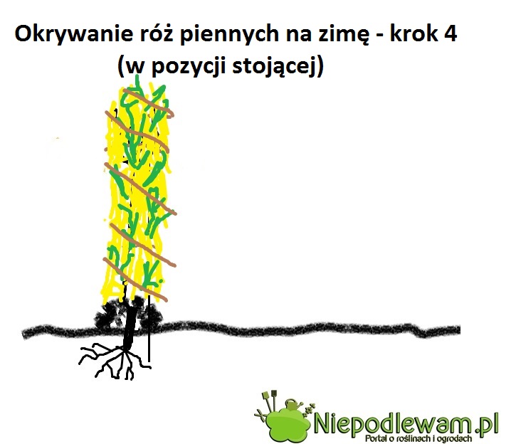 Chochoł chroniący róże pienne przed mrozem można zrobić np. ze słomy. Na dole usypuje się kopiec ziemi.
