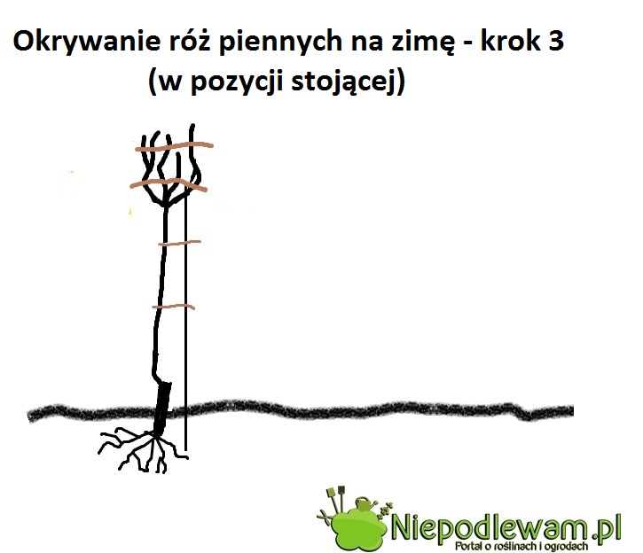 Jeśli róża pienna ma zimować w pozycji stojącej, palik należy zostawić.