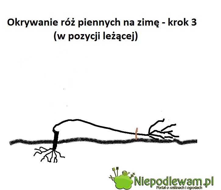 Pod koronę nie należy wykopywać dołka! Trzeba ją ułożyć w miarę płasko, bez dołka.