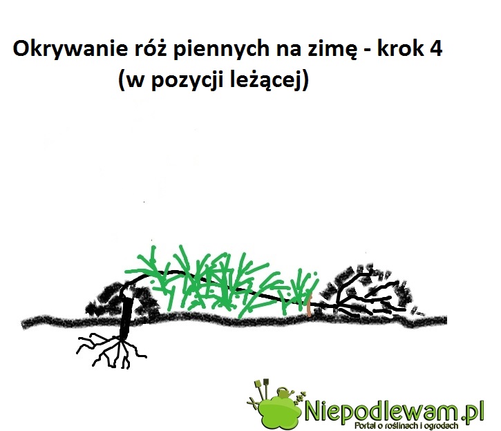 W pozycji leżącej usypuje się dwa kopca. Reszta okrycia to gałązki iglaste.