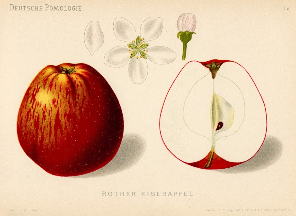 Jabłoń Żeleźniak – rysunek z książki „Deutsche Pomologie” Wilhelma Lauche z 1882-1883, ze zborów biblioteki Wageningen UR. W Polsce jest także znana jako Groszówka.