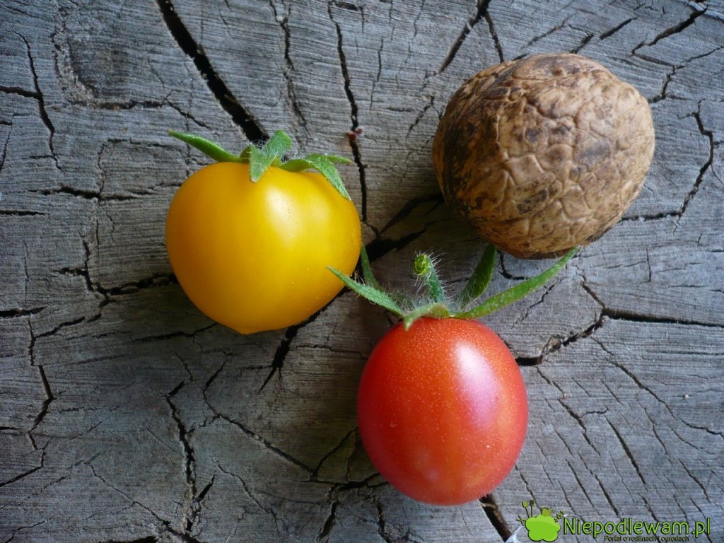Pomidory koktajlowe: Aztek (żółty) i Malinowy Kapturek (czerwony). Fot. Niepodlewam