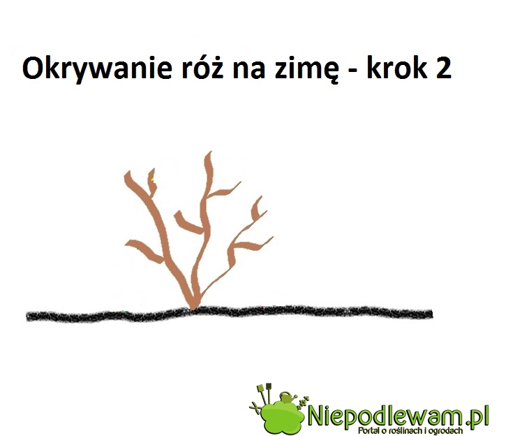 Róże krzaczaste nie powinny być